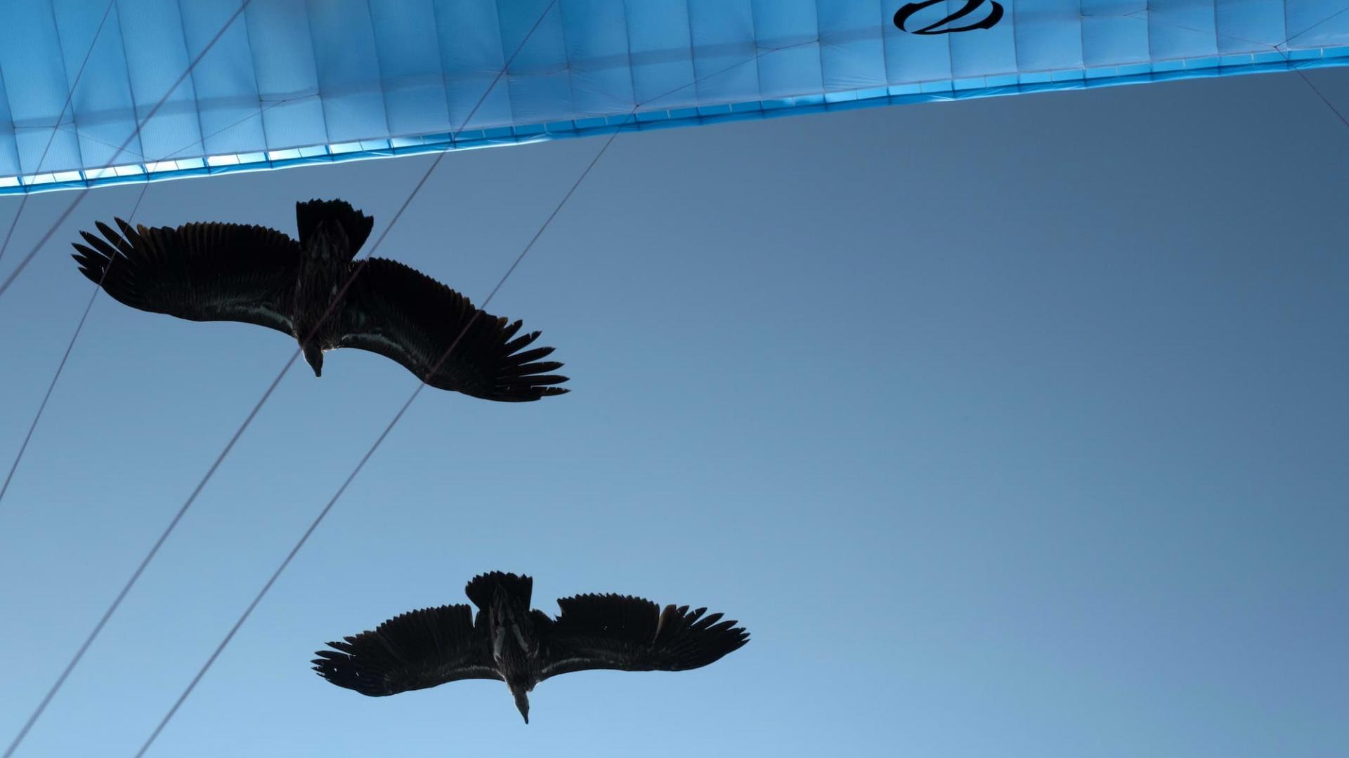 two himalayan vultures fly over the leading edge of a paraglide