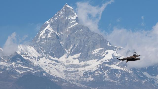 Machapuchare au Nepal et vautour de l'Himalaya