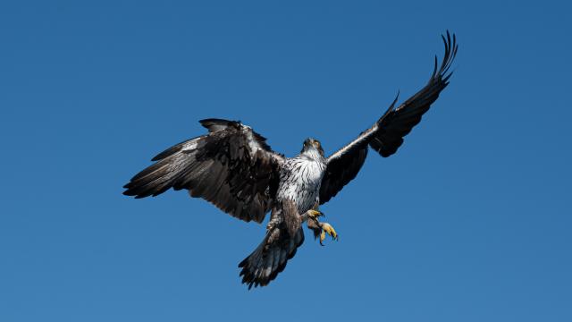 Aigle de Bonelli