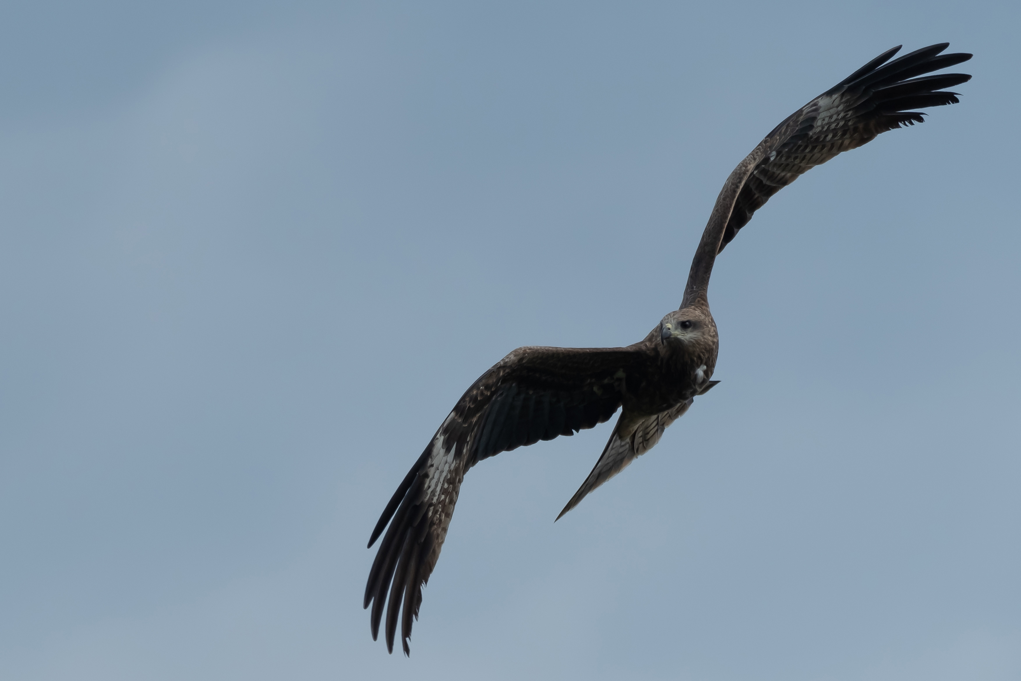 black kite