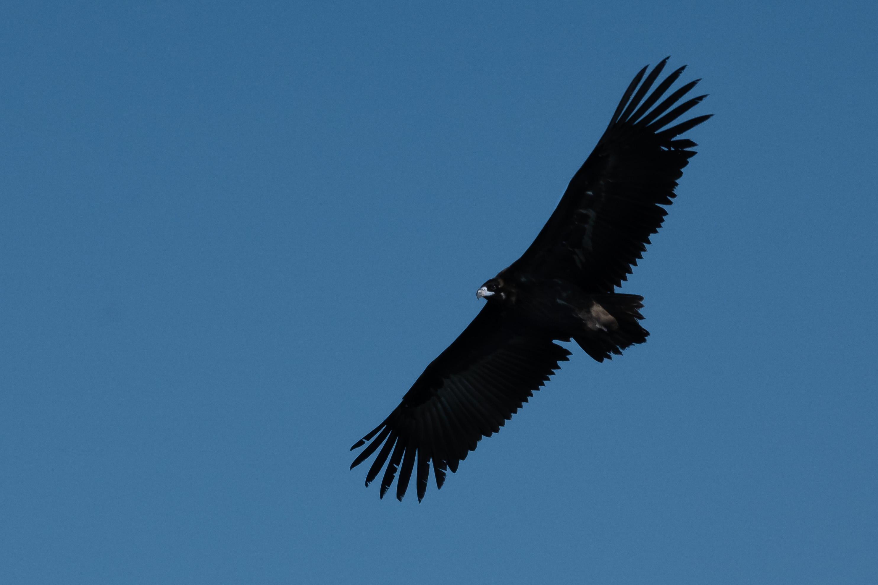 black vulture