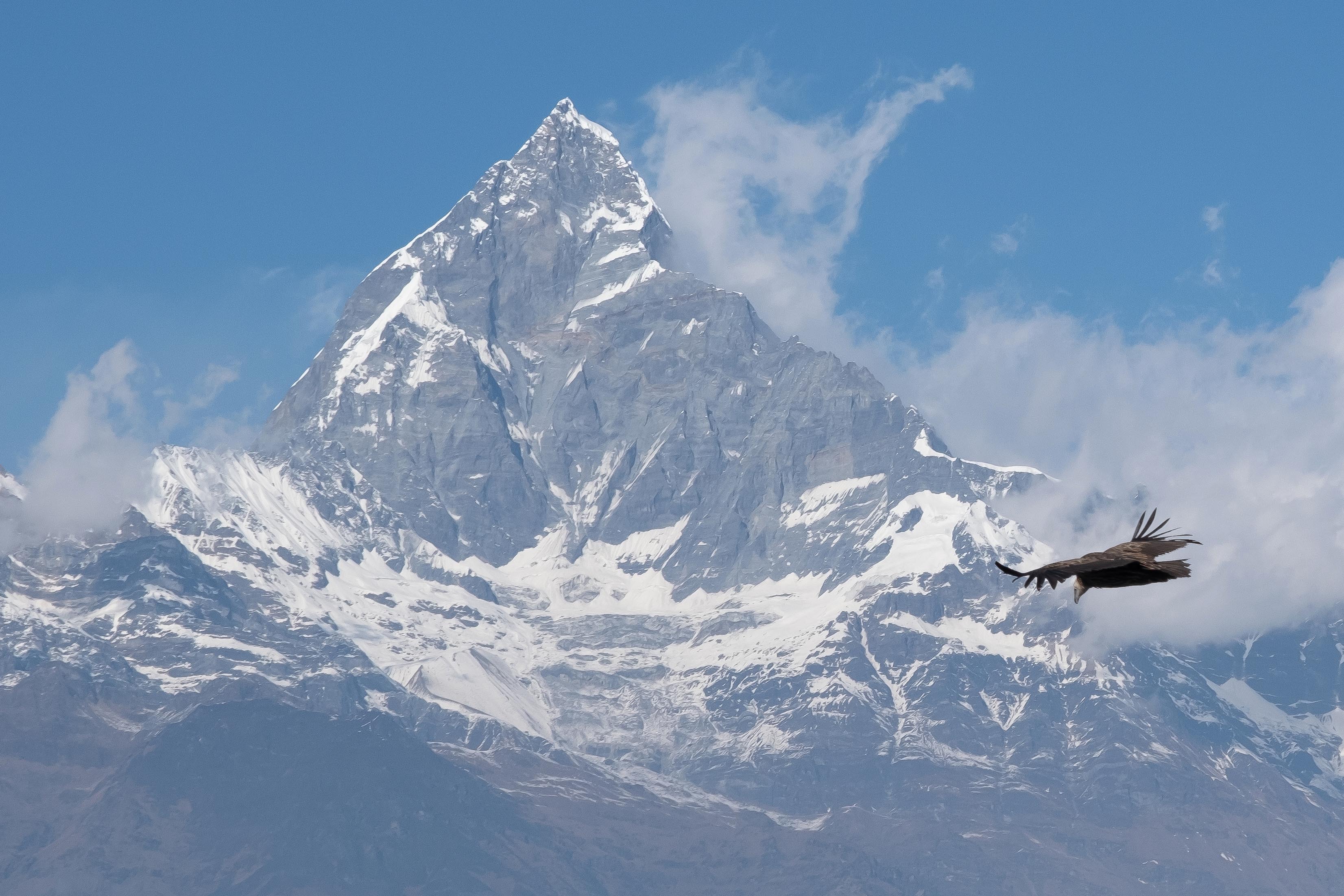 Machapuchare au Nepal et vautour de l'Himalaya