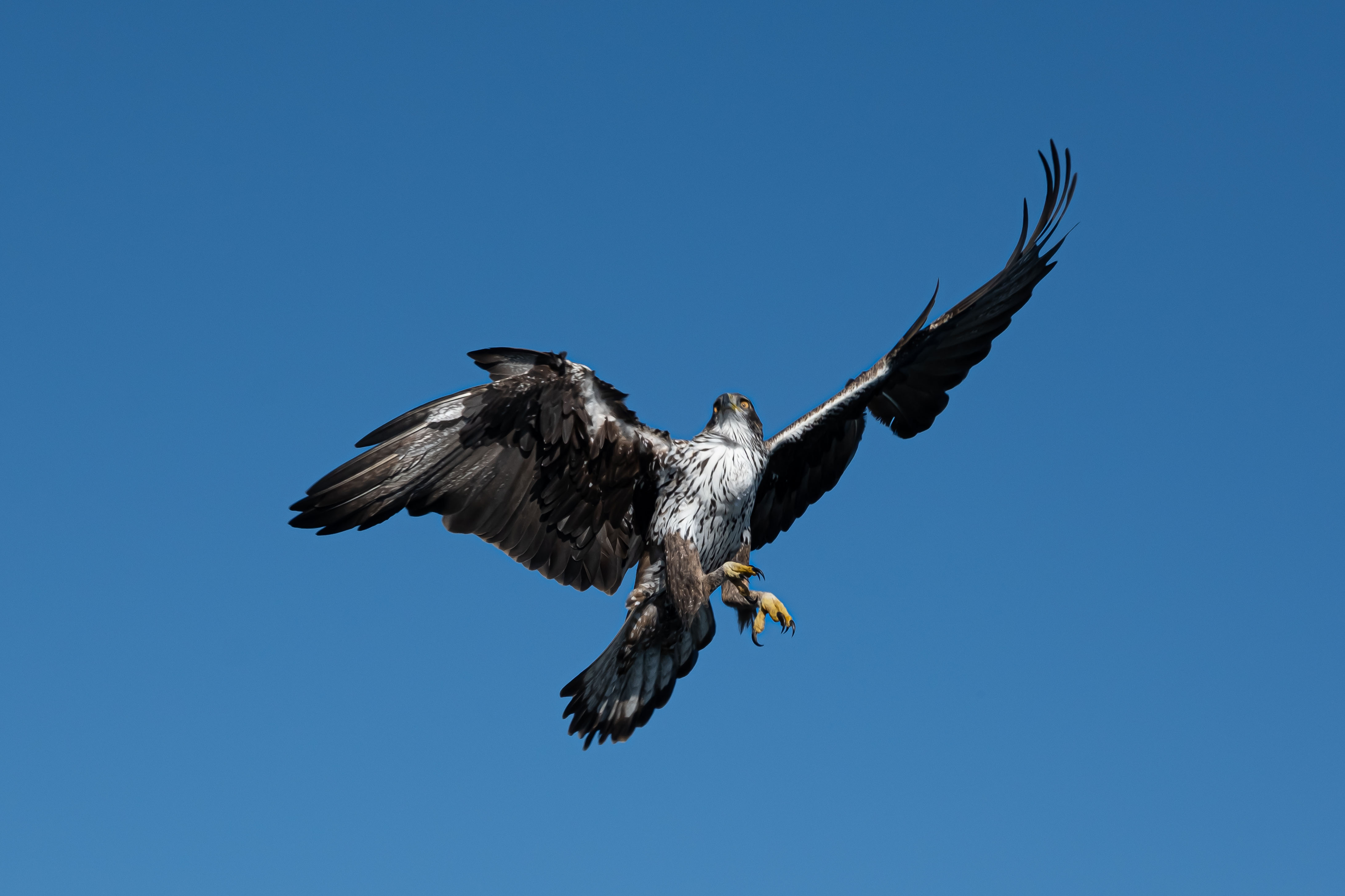 Bonelli's Eagle