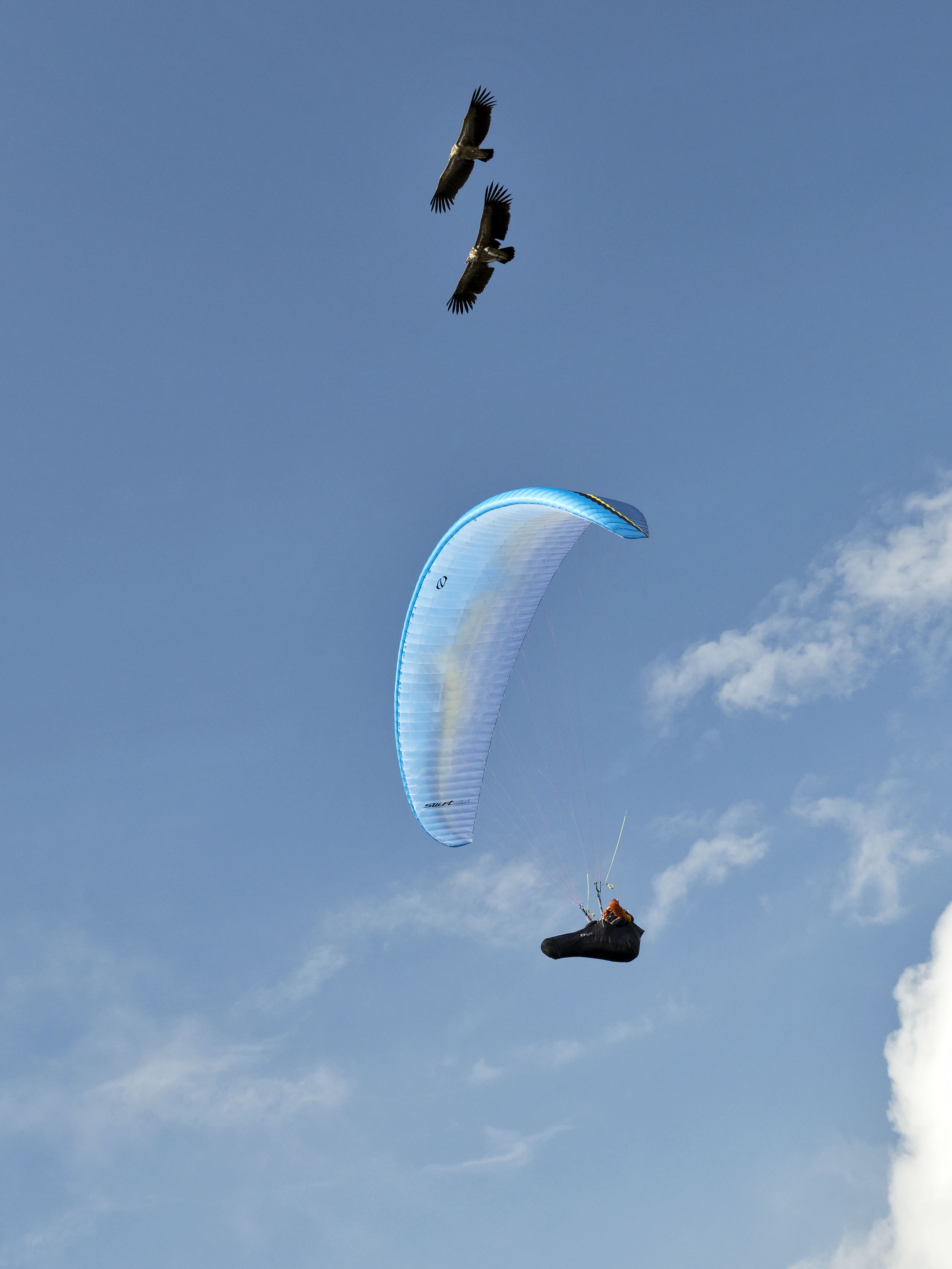 Deux vautours de l'Himalaya au dessus d'un parapente Ozone Swift 6