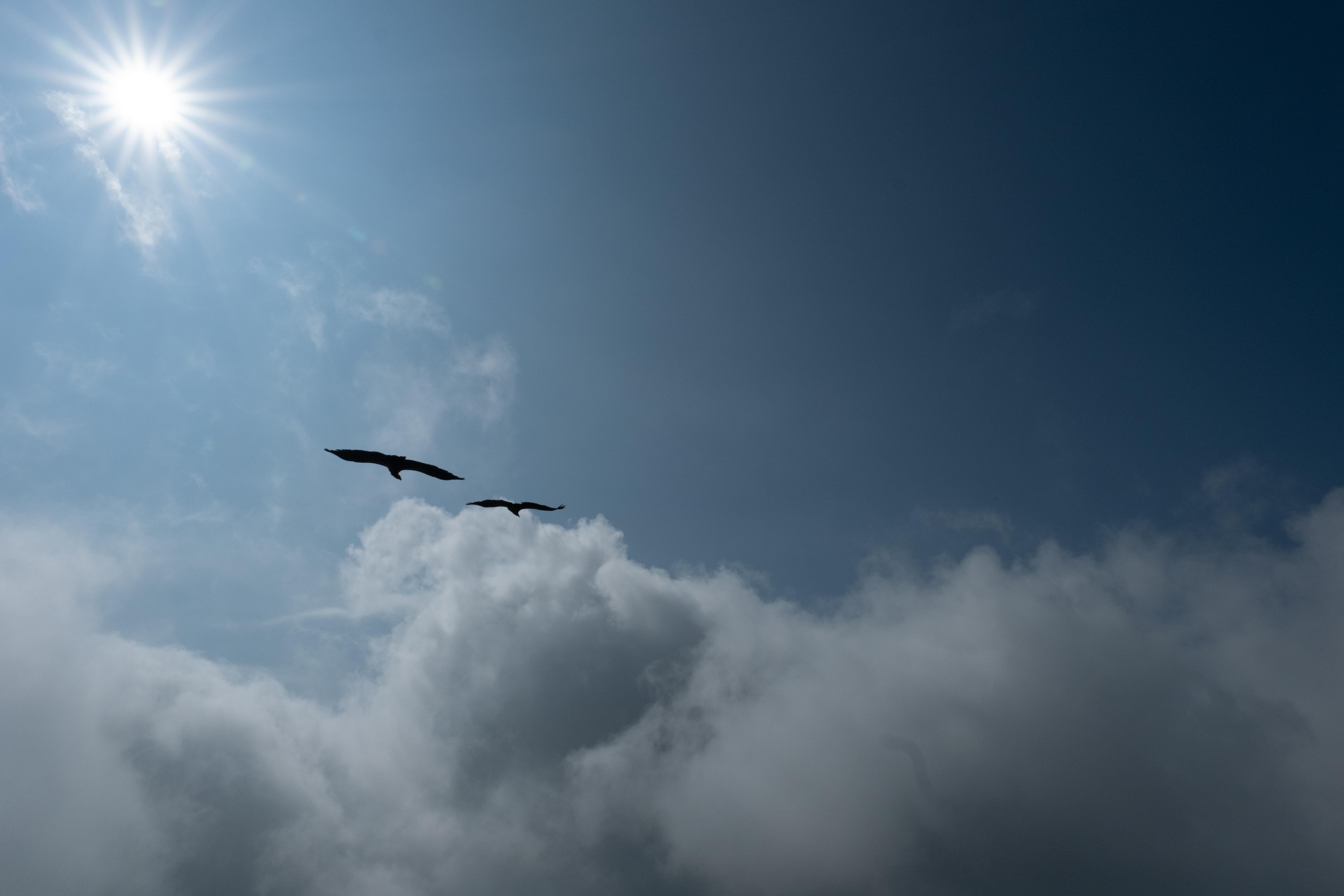 Himalayan vultures fly over the clouds