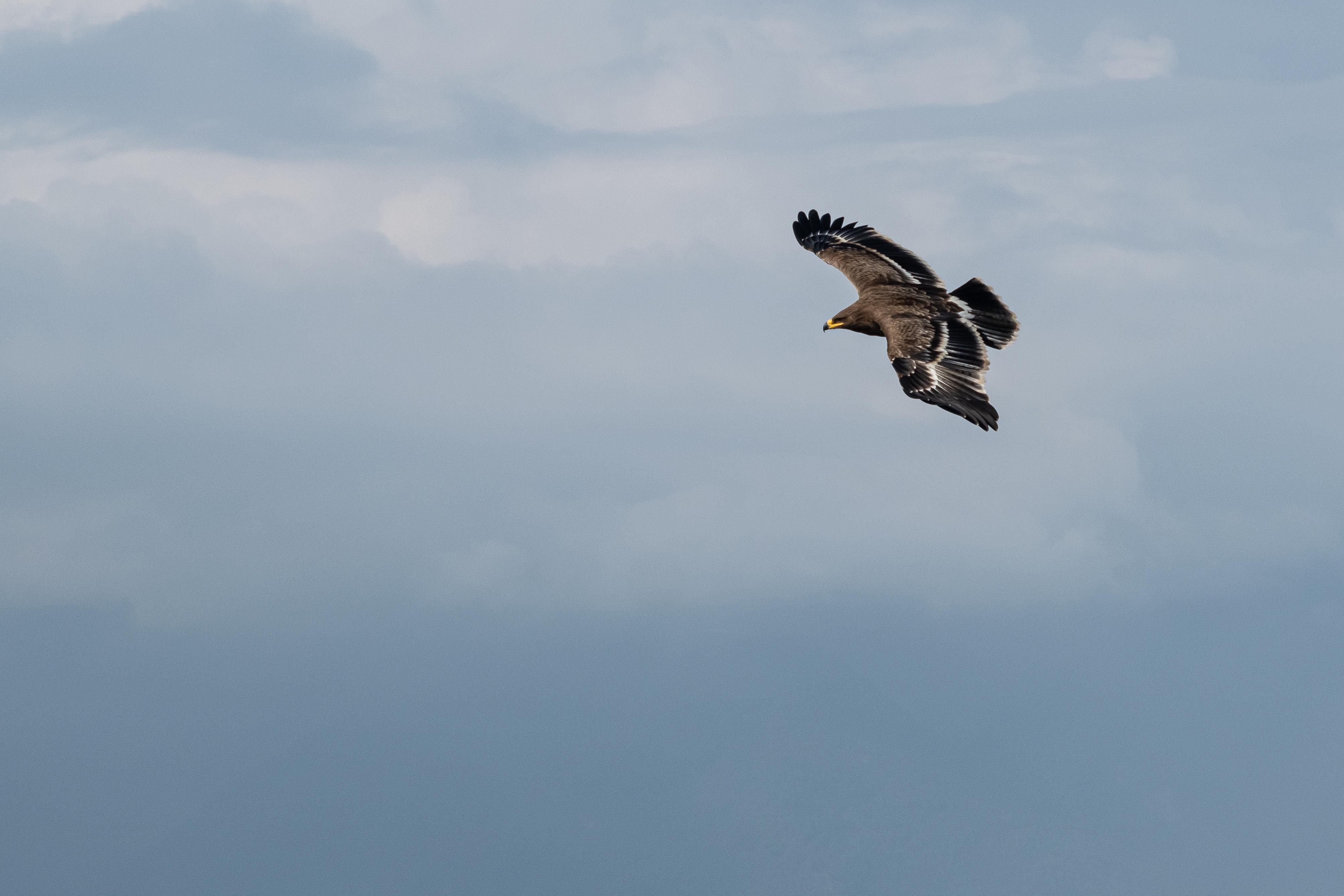 Aigle des steppes